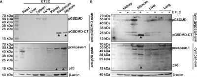 Porcine Gasdermin D Is a Substrate of Caspase-1 and an Executioner of Pyroptosis